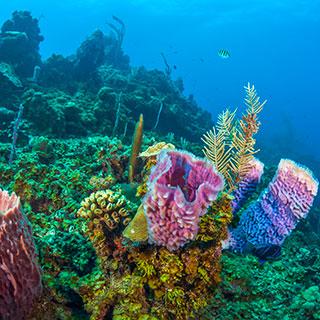 colorful coral reef - Benefactors Society