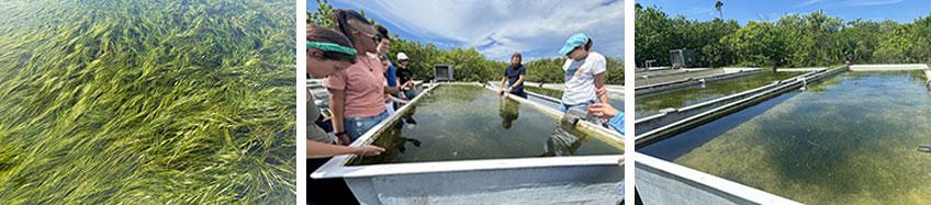 volunteer seagrass